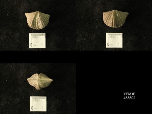 Platystrophia laticosta