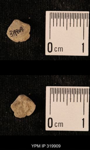 Ambocoelia planoconvexa