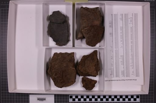 mixed taxa, stratigraphic collection