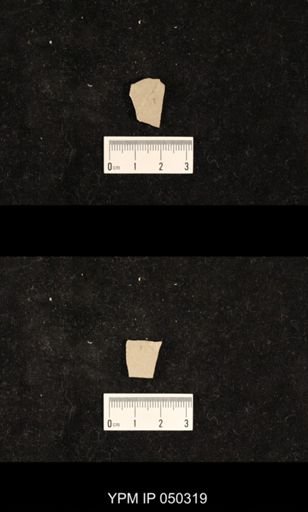 undet. Hexapoda