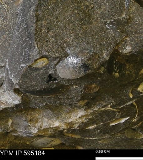 Limopsis?