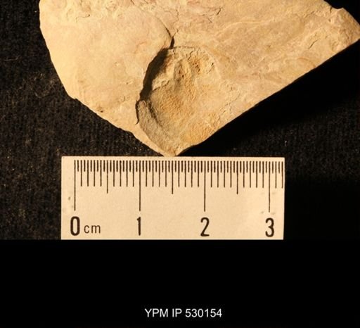 Elrathia kingi