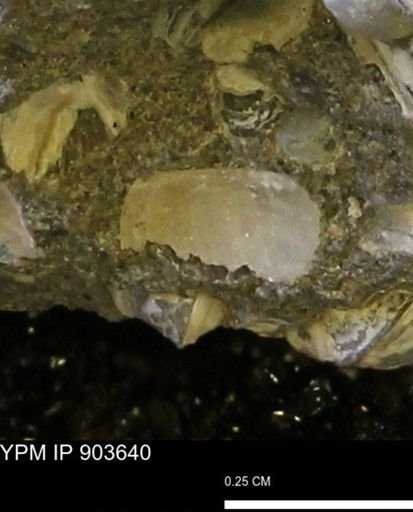 undet. Bivalvia