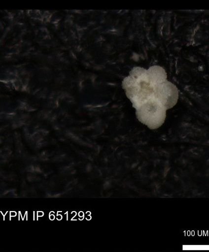 undet. Rugoglobigerinidae