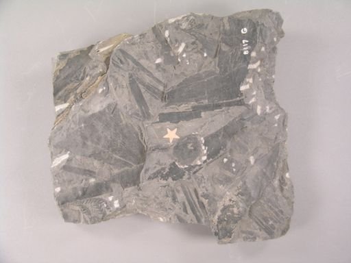 Cardiocarpon annulatum