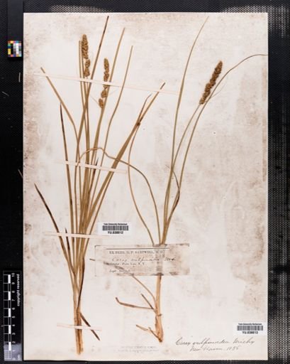 Carex vulpinoidea