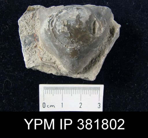 Strophomena hecuba