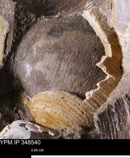 Limopsis striatopunctatus