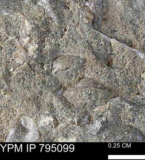 undet. Bivalvia