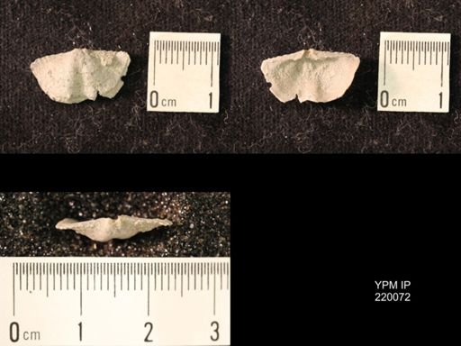 Chonetina flemingi alata