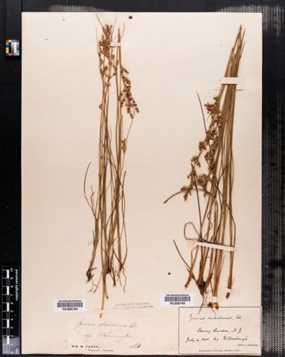 Juncus dichotomus