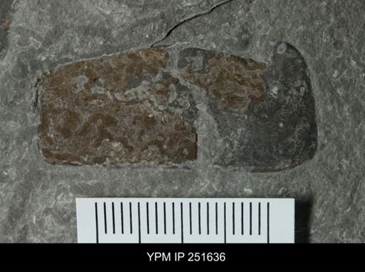undet. Eurypterida