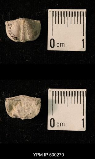 Mesolobus mesolobus decipiens