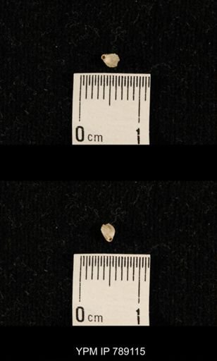 undet. Brachiopoda