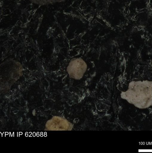 undet. Foraminiferida