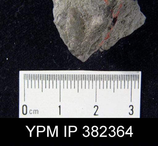Lingula sp.