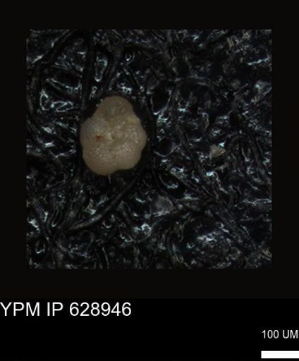 undet. Foraminiferida