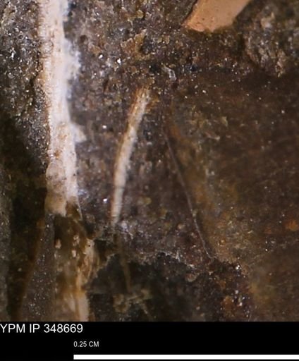 undet. Bivalvia