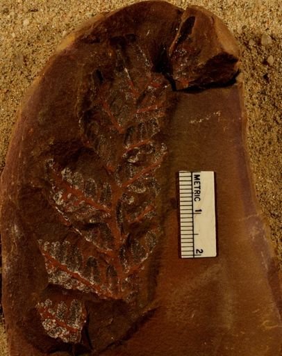 Pecopteris