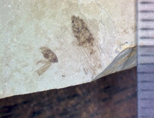 undet. Hemiptera