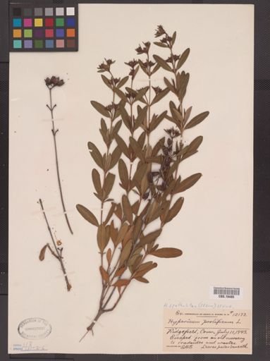 Hypericum prolificum