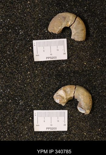 Scaphites sp.