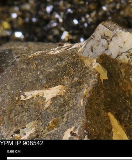 undet. Mollusca