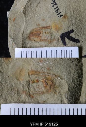 undet. Hyolithida