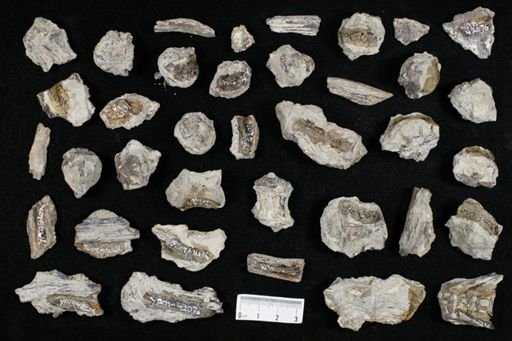 undet. Actinopterygii