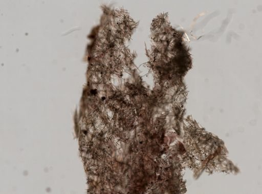 Halichondria bowerbanki