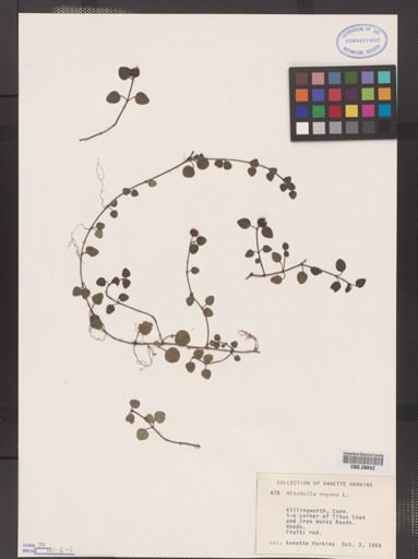 Mitchella repens