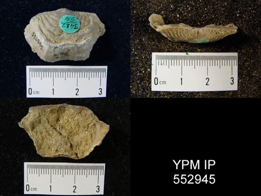 Leptaena rhomboidalis