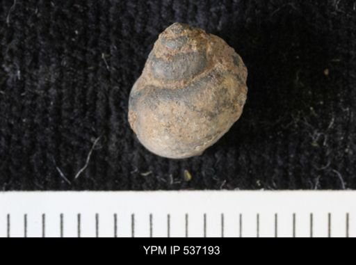 Viviparus montanaensis