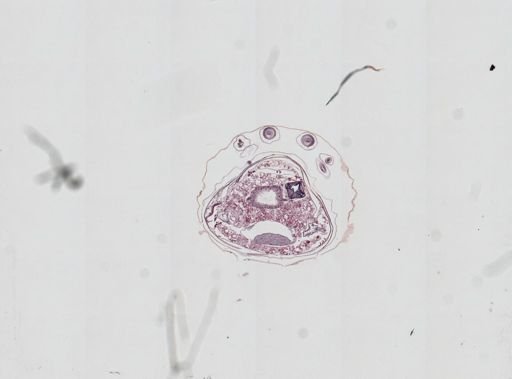 Prenolepis imparis