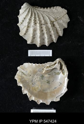 Pterotrigonia sp.