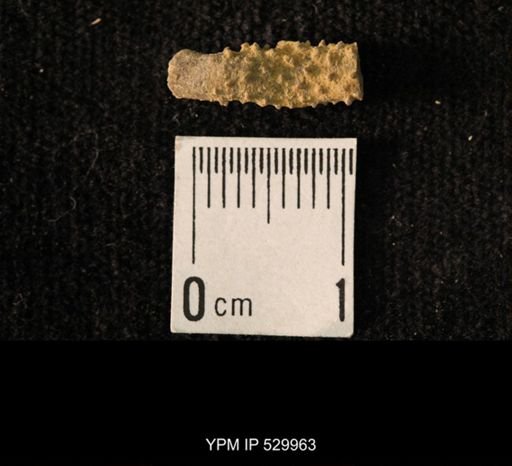 Archaeocidaris sp.