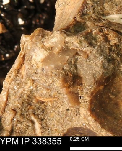Protocardia subquadrata