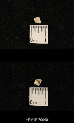 undet. Brachiopoda