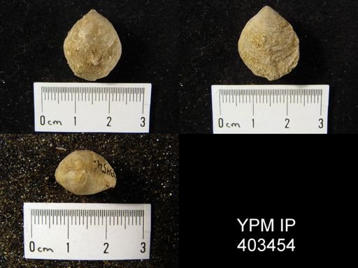Cleiothyridina sublamellosa