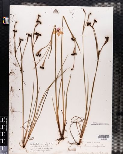 Sisyrinchium anceps