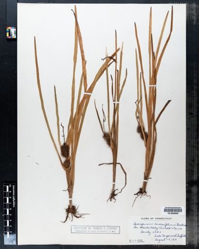 Sparganium chlorocarpum
