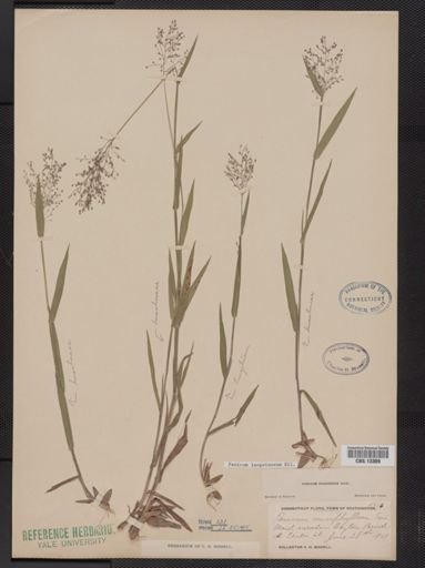 Panicum lanuginosum