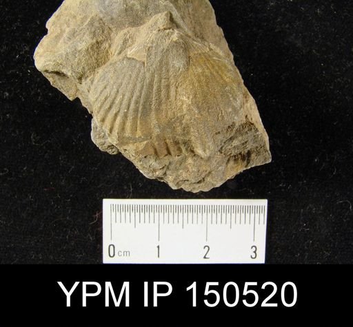 Orthorhynchula sp.
