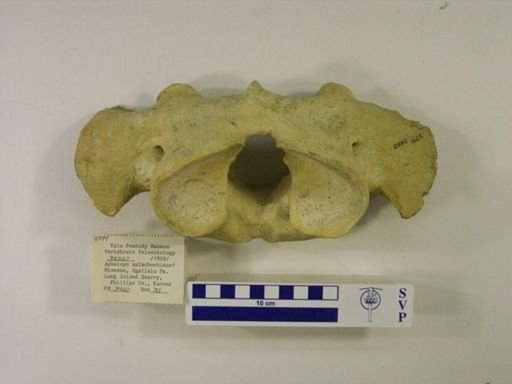 Rhinocerotidae