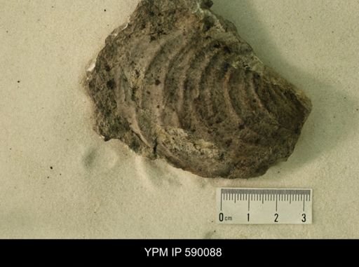 Inoceramus barabini