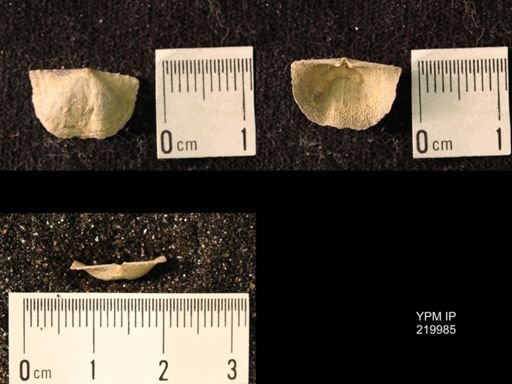 Chonetes sp.