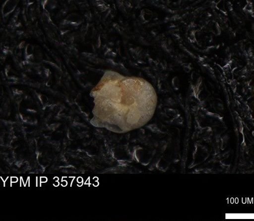 undet. Foraminiferida