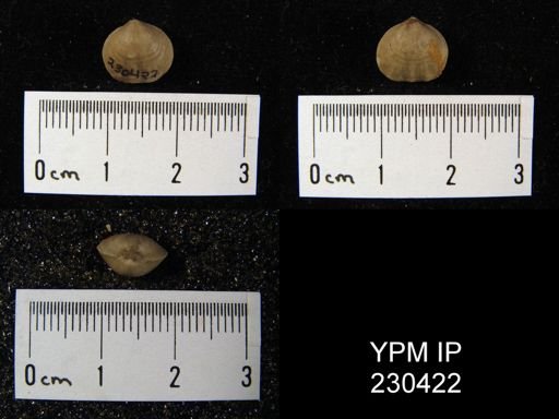 Enteletes hemiplicata plattsburgensis