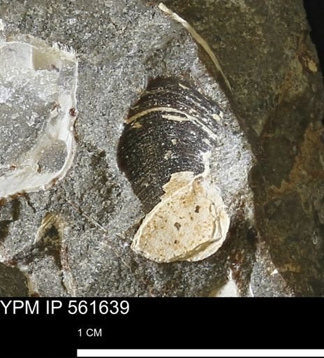 Limopsis sp.