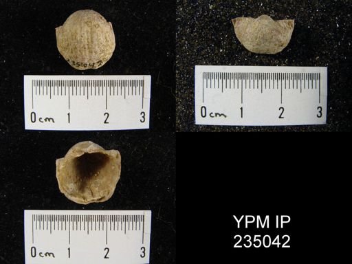 Marginifera missouriensis